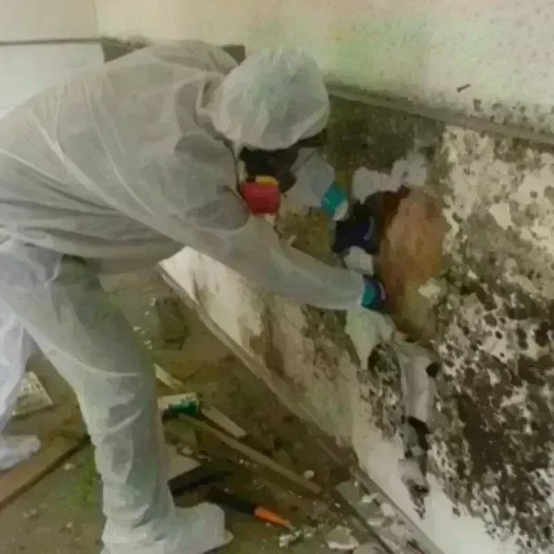 Mold Remediation and Removal in Gibsonton, FL